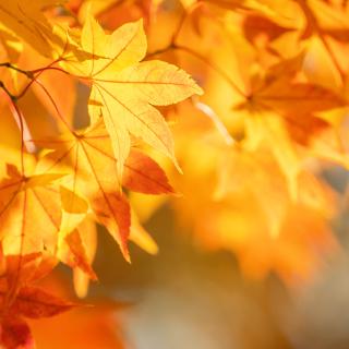 Recitačná súťaž Viliama Záborského